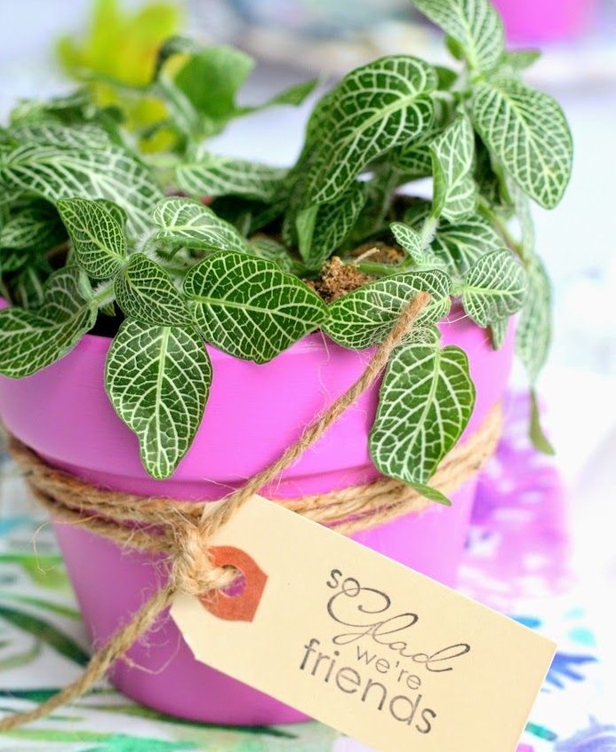 cây cảnh làm quà tặng cay-canh-lam-qua-tang-ban-be.jpg