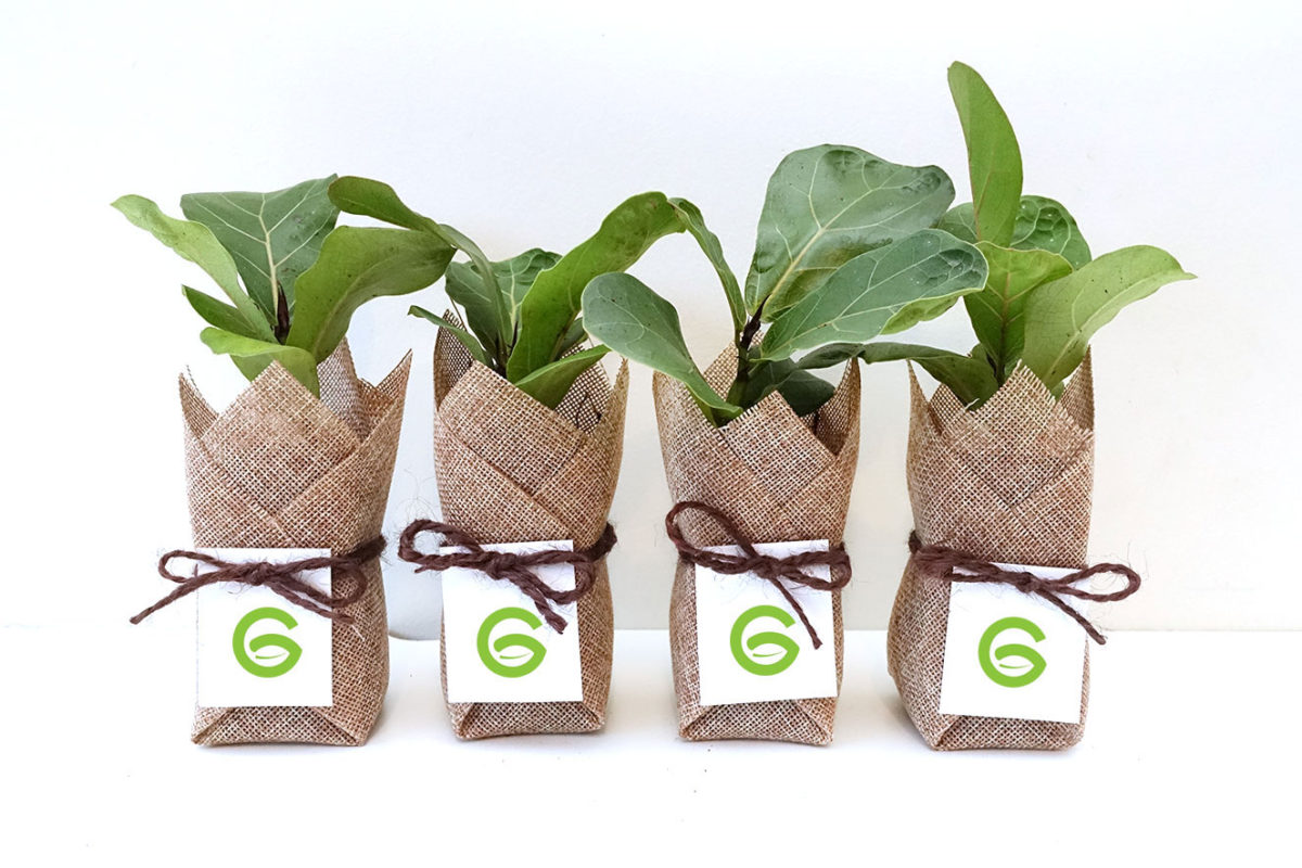 cây cảnh làm quà tặng tân gia cay-canh-lam-qua-tang-cay-bang-singapore.jpg