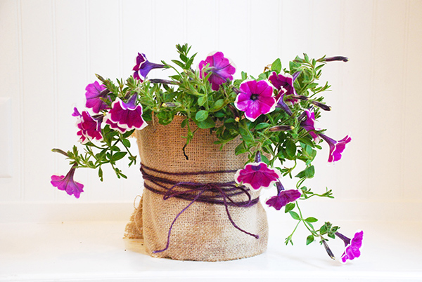 cây cảnh làm quà tặng thầy cô cay-canh-lam-qua-tang-dep.jpg