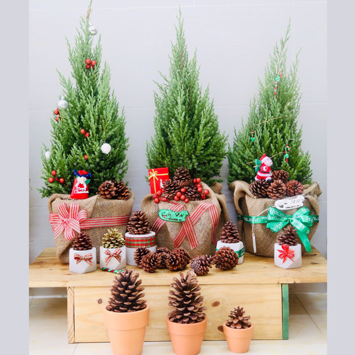 cây cảnh làm quà tặng giáng sinh cay-canh-lam-qua-tang-giang-sinh.jpg