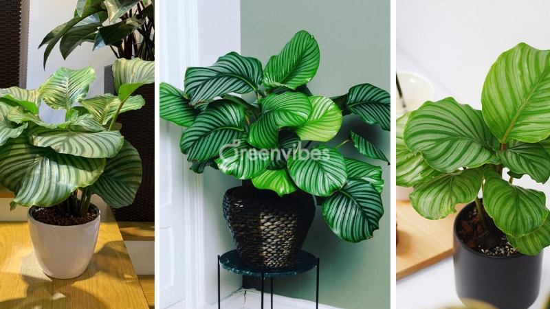 cay-canh-phong-thuy-cho-nguoi-menh-moc Cây cảnh phong thủy cho người mệnh mộc - Caycoi.net