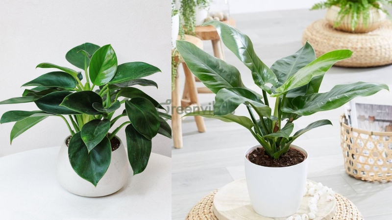 cay-canh-phong-thuy-hop-menh-moc Cây cảnh phong thủy hợp mệnh mộc - Caycoi.net