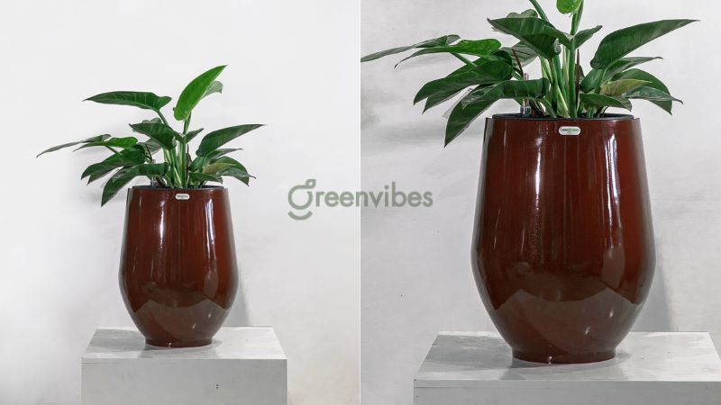 cay-canh-phong-thuy-menh-kim-5 Cây trầu bà đế vương tăng vượng khí cho gia chủ