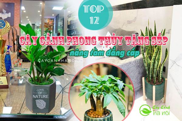 Cây cảnh phong thủy tặng sếp nâng tầm đẳng cấp