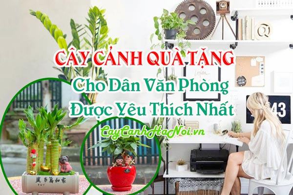 Cây Cảnh Quà Tặng Cho Dân Văn Phòng