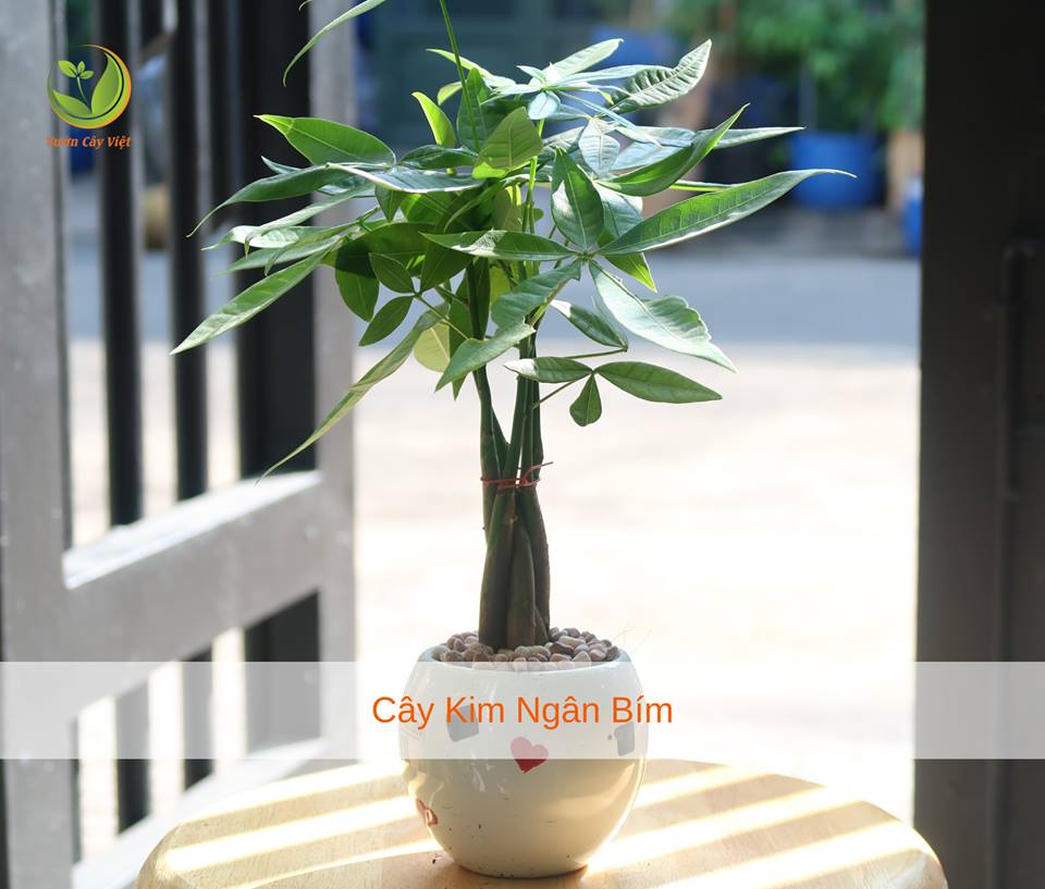 cay-canh-tang-sep-cay-kim-ngan-bim-de-ban.jpg