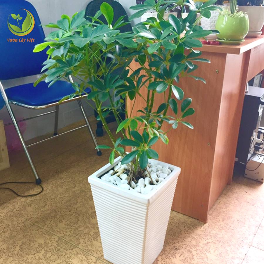cay-canh-tang-sep-cay-ngu-gia-bi-xanh.jpg