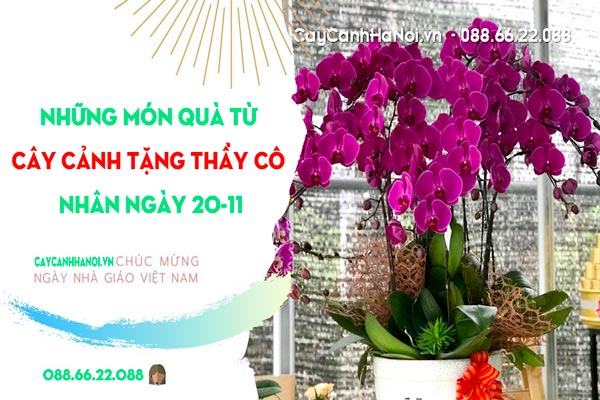 cay-canh-tang-thay-co.jpg