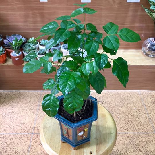 Cây Hạnh phúc_ Mong rằng bạn tôi luôn an yên, vui vẻ cay-canh-tình-ban-hanh-phuc.jpg