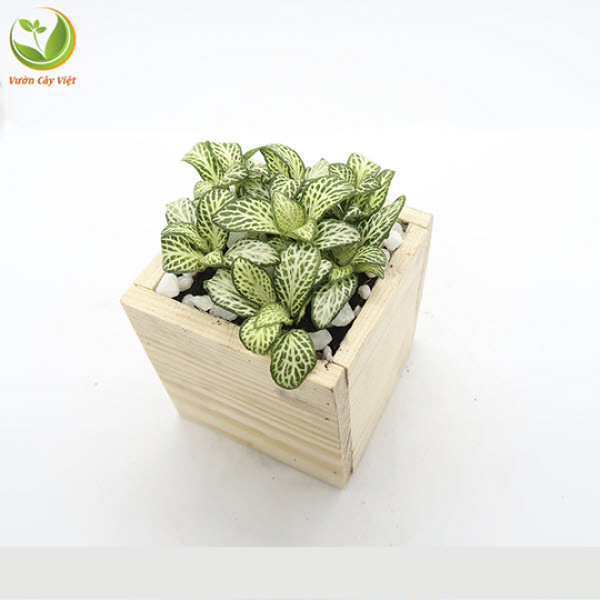 Cây cẩm nhung_ tình bạn được góp nhặt từ điều nhỏ bé cay-canh-tinh-ban-cam-nhung.png