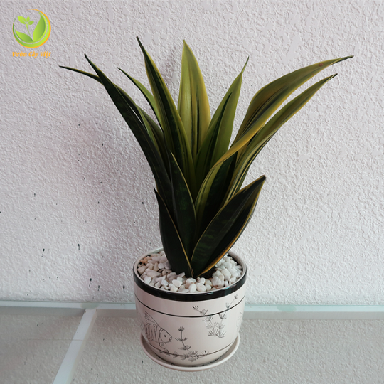 Cây Lưỡi hổ_ đại diện cho tình bạn bền chặt cay-canh-tinh-ban-cay-luoi-ho-thai-vang.png