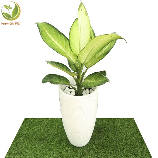 Cây Sao Sáng_ Tôi sẽ luôn là ngôi sao dẫn lối bạn đi cay-canh-tinh-ban-sao-sang.jfif