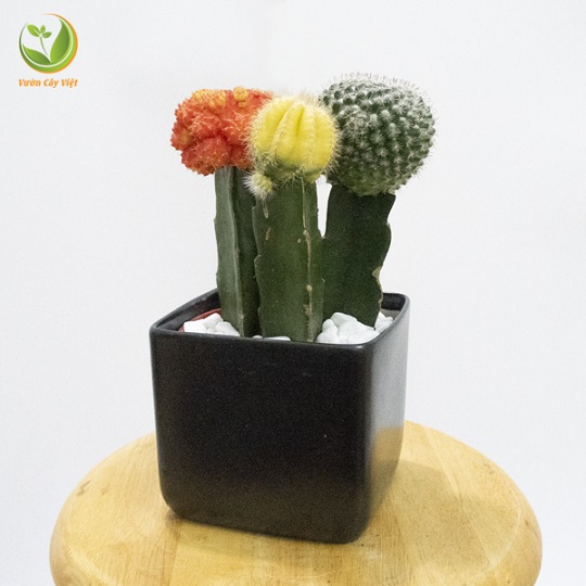 Cây Xương rồng- cây cảnh tượng trưng cho tình bạn cay-canh-tinh-ban-xuong-rong.jpg