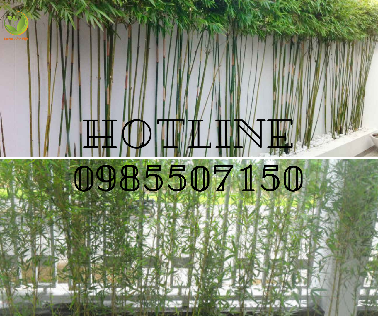 cay-canh-trang-tri-quan-cf.png