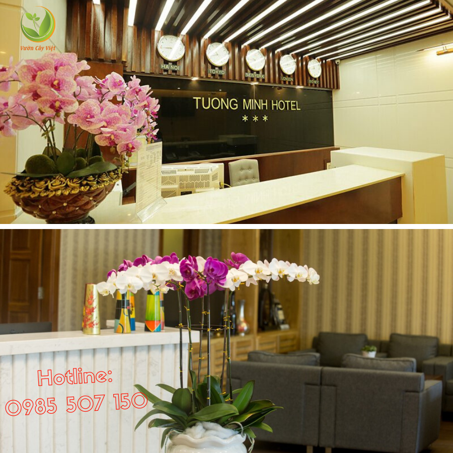 cây cảnh trong khách sạn cay-canh-trong-khach-san.png