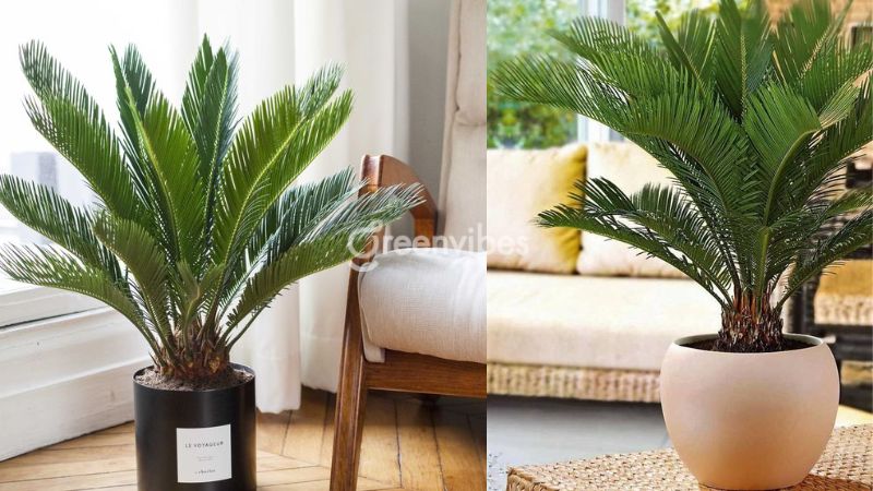 cay-canh-trong-nha-co-doc-1 Cây vạn tuế - Cây cảnh trong nhà có độc cần lưu ý