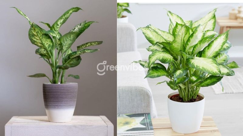 cay-canh-trong-nha-co-doc-3 Cây vạn niên thanh là cây cảnh trong nhà có độc nên để xa tầm với của trẻ em