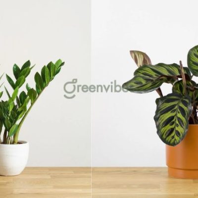 cay-canh-trong-nha-hop-menh-hoa-400x400-2 Top 15 loại cây cảnh trong nhà hợp mệnh Hoả thu hút tài lộc