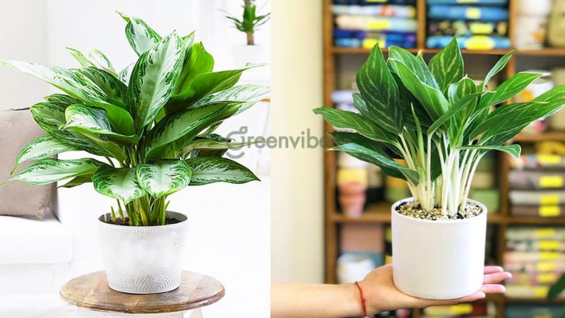 cay-canh-trong-nha-hop-menh-kim-1 Cây bạch mã hoàng tử - Cây cảnh trong nhà hợp mệnh Kim