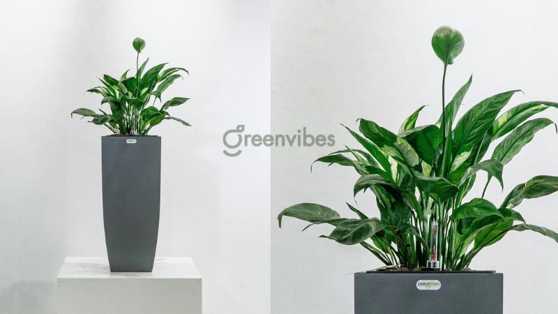 cay-canh-trong-nha-hop-menh-kim-4 Cây lan ý mang tài lộc cho người mệnh Kim