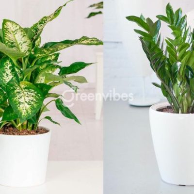 cay-canh-trong-nha-hop-menh-kim-400x400-2 Top 11 loại cây cảnh trong nhà hợp mệnh Kim, mang lại vận may tài lộc
