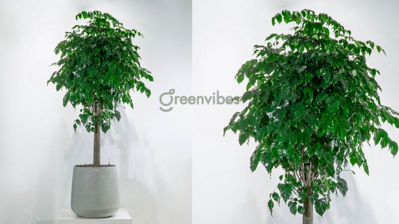 cay-canh-trong-nha-hop-menh-kim-5 Cây hạnh phúc mang may mắn cho người mệnh Kim