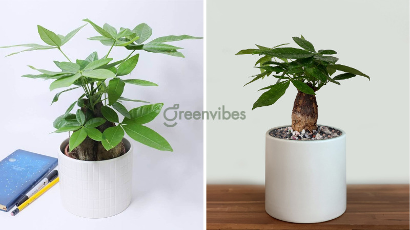 cay-canh-trong-nha-hop-menh-moc-2 Chậu cây kim ngân mang đến tài lộc cho người mệnh Mộc