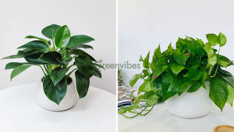 cay-canh-trong-nha-hop-menh-moc-3 Chậu cây trầu bà xanh biểu tượng của sự thịnh vượng