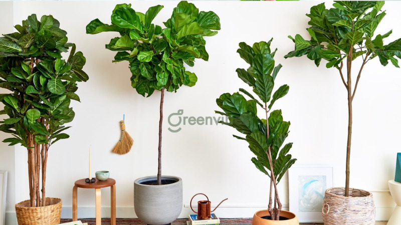 cay-canh-trong-nha-hop-menh-moc-4 Cây bàng singapore - Cây cảnh trong nhà hợp mệnh Mộc