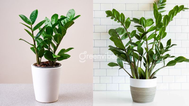 cay-canh-trong-nha-hop-menh-moc-7 Cây kim tiền - Cây cảnh trong nhà hợp mệnh Mộc