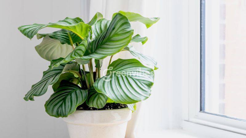 cay-canh-trong-nha-hop-menh-moc-8 Cây đuôi công xanh mang tài lộc cho người mệnh Mộc