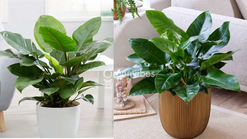 cay-canh-trong-nha-hop-menh-moc-9 Cây trầu bà đế vương xanh thích hợp với người mệnh Mộc