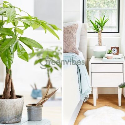 [Top 12] Cây cảnh trong nhà hợp mệnh thổ, cho gia chủ phát tài