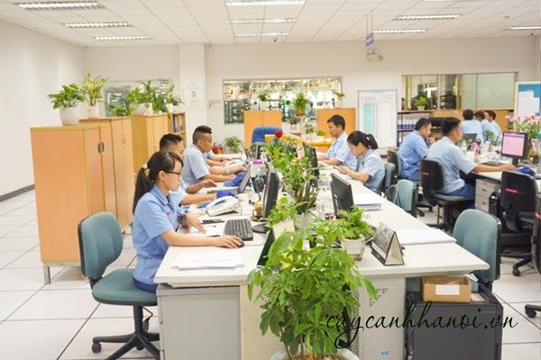 Cây cảnh trồng nội thất văn phòng