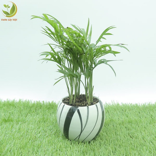 cay-canh-tuong-trung-cho-tinh-yeu-1.jfif