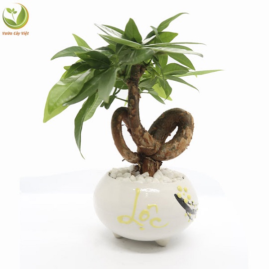 cay-canh-tuong-trung-cho-tinh-yeu.jfif