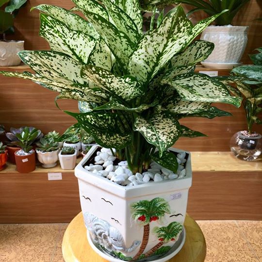 cay-canh-tuong-trung-cho-tinh-yeu-2.jfif