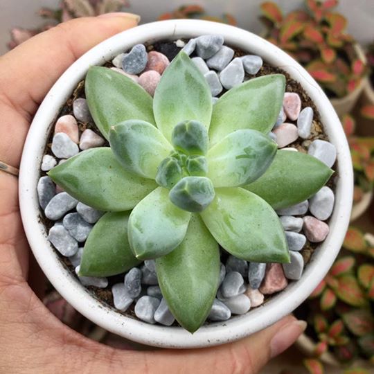 cay-canh-tuong-trung-cho-tinh-yeu-4.jfif