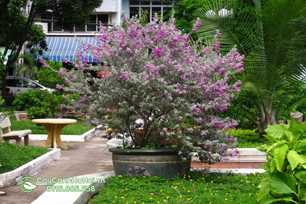 cây cảnh tuyết sơn phi hồ (cây tuyết sơn phi hồ bonsai)