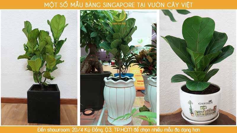 cay-canh-van-phong-cay-bang-singapore.jpg