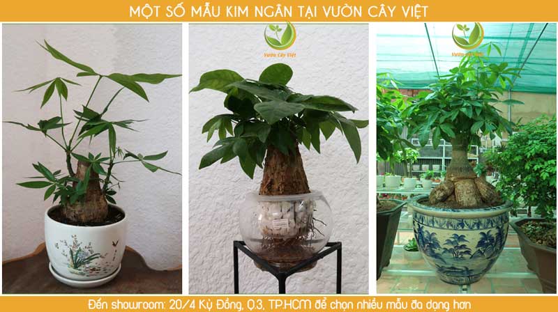 cay-canh-van-phong-cay-kim-ngan.jpg
