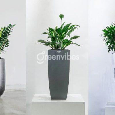 cay-canh-van-phong-tphcm-1-400x400-1 Địa chỉ mua cây cảnh văn phòng TPHCM uy tín nhất - Greenvibes Vietnam