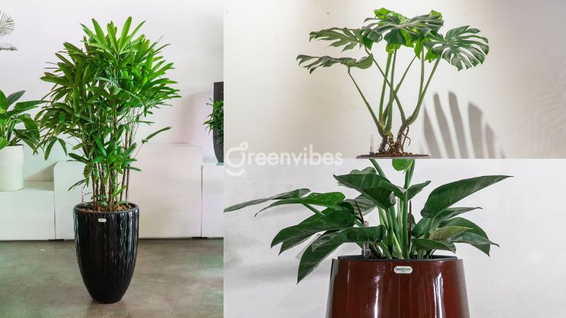 cay-canh-van-phong-tphcm-2 Tiêu chí lựa chọn địa chỉ mua cây cảnh văn phòng ở TPHCM