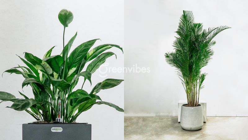 cay-canh-van-phong-tphcm-3 Greenvibes cung cấp đa dạng các loại cây cảnh văn phòng