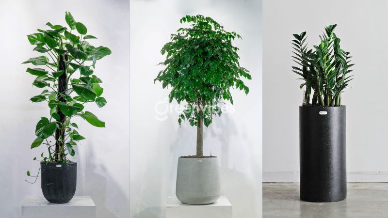 cay-canh-van-phong-tphcm-4 Greenvibes cây cảnh có kiểu dáng sang trọng, bắt mắt, phù hợp với nhiều không gian