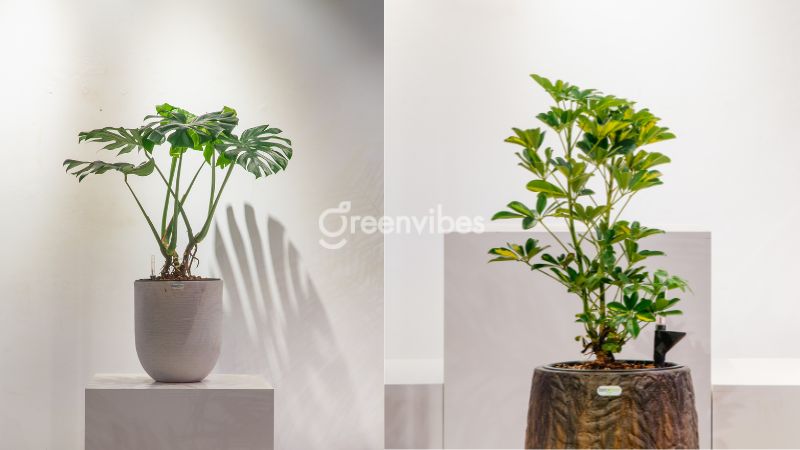 cay-canh-van-phong-tphcm-5 Tại sao nên mua cây cảnh văn phòng TPHCM tại Greenvibes