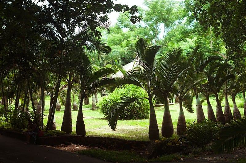 Cây cọ chai