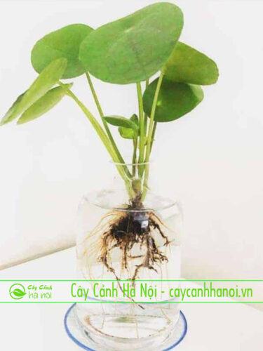 Cây cỏ đồng tiền trồng trong nước