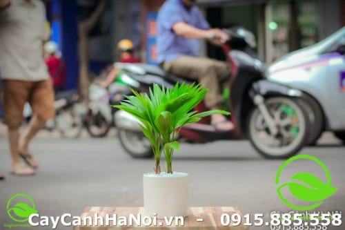 Cây cọ cảnh là cây sinh tài giữ của, mang nhiều vận may