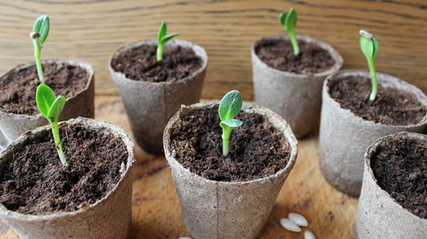 cây trồng trong đất phù hợp Cay-con.jpg